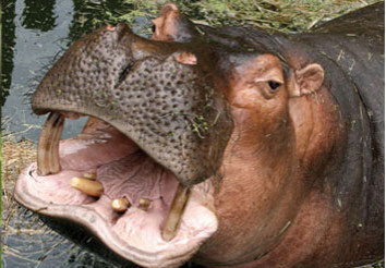 hippo