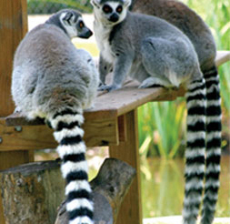 Lemur